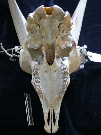 Media type: image;   Mammalogy 25355